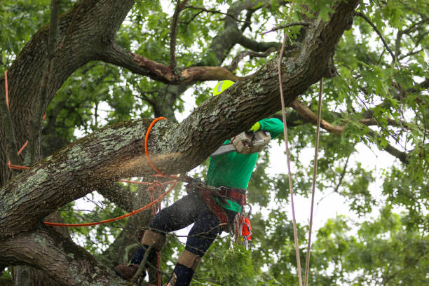 How Our Tree Care Process Works  in  Colstrip, MT